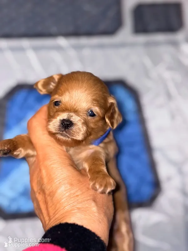 Tea Cup Korean Maltipoo - Pie – Maltipoo, Poodle - Toy  puppy for sale in Greensboro, NC