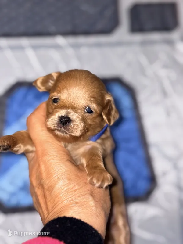 Tea Cup Korean Maltipoo - Pie – Maltipoo, Poodle - Toy  puppy for sale in Greensboro, NC