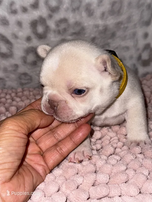 CHICO – French Bulldog puppy on hold in Greensboro, NC