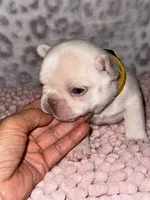 CHICO, a male French Bulldog for sale in Greensboro, NC – 1 of 10