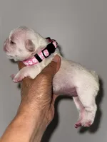 Gail, a female French Bulldog for sale in Greensboro, NC – 6 of 9