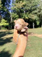 Pumpkin , a female Maltipoo and Poodle - Toy  for sale in Greensboro, NC – 6 of 10