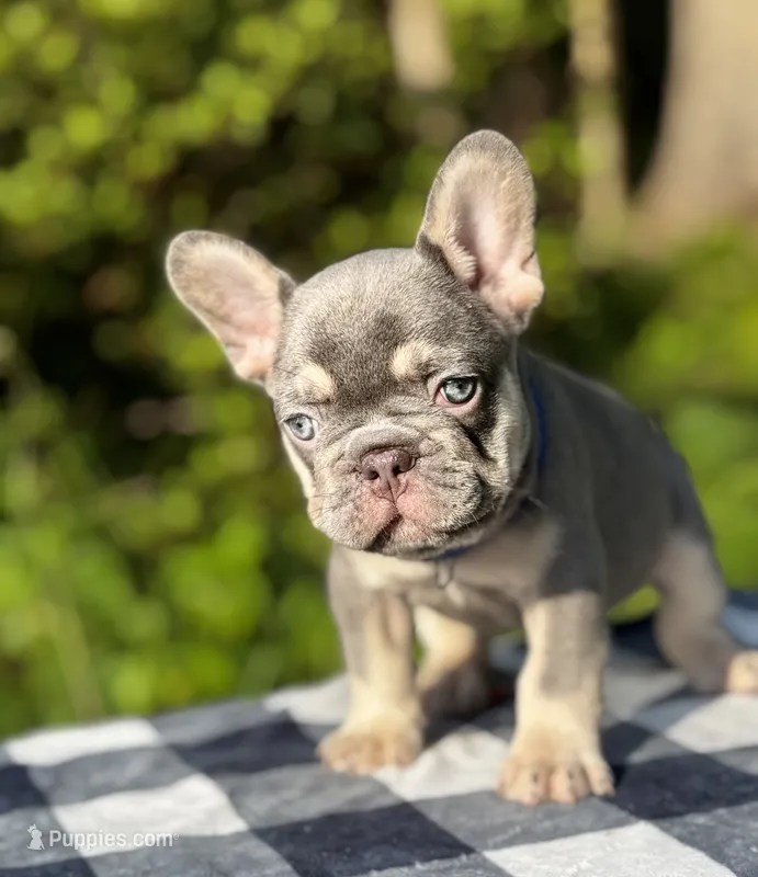 Duke – French Bulldog puppy for sale in Greensboro, NC