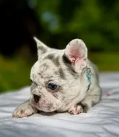 GOLF, a male French Bulldog for sale in Greensboro, NC – 7 of 8