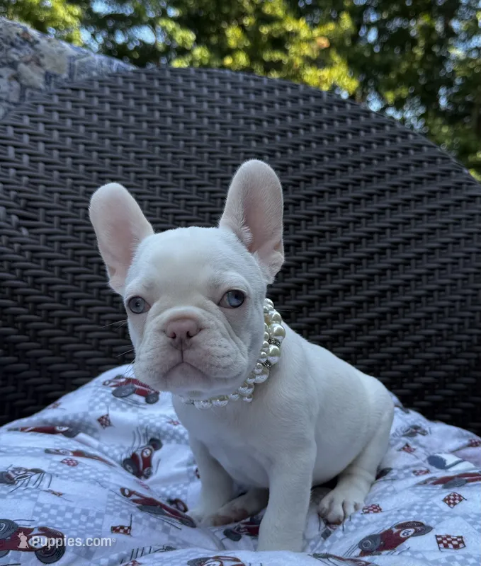 Crystal – French Bulldog puppy for sale in Greensboro, NC
