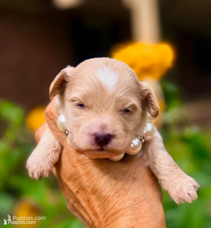 KOREAN TOY Maltipoo - Acorn  – Maltipoo, Poodle - Toy  puppy for sale in Greensboro, NC