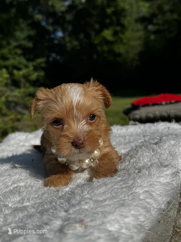 AKC Yorkie HONEY – Yorkshire Terrier puppy for sale in Greensboro, NC