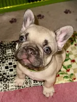 Miso, a male French Bulldog for sale in Greensboro, NC – 2 of 10