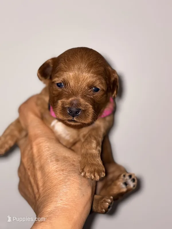 Korean toy Maltipoo - Autumn – Maltipoo, Poodle - Toy  puppy for sale in Greensboro, NC