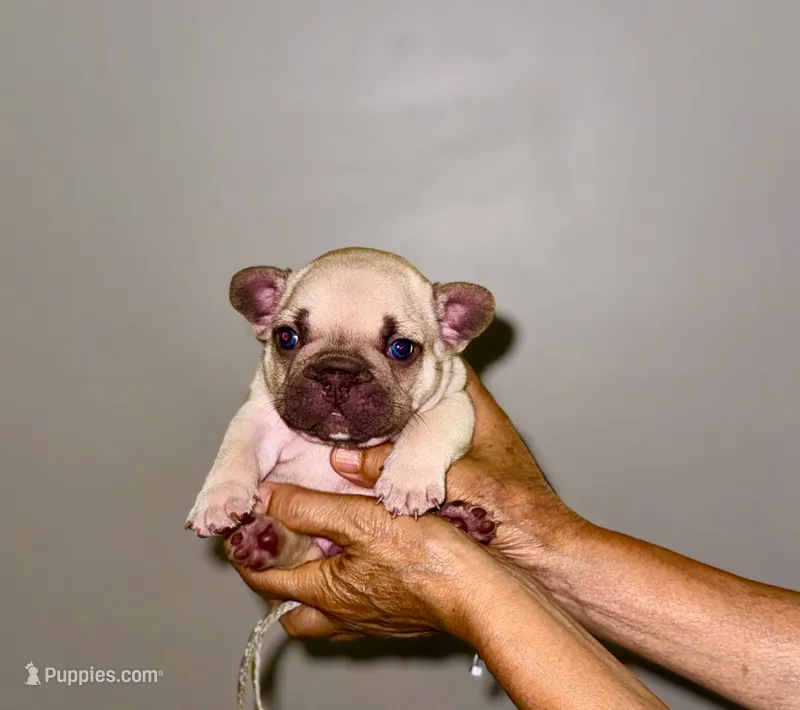 Milky – French Bulldog puppy for sale in Greensboro, NC