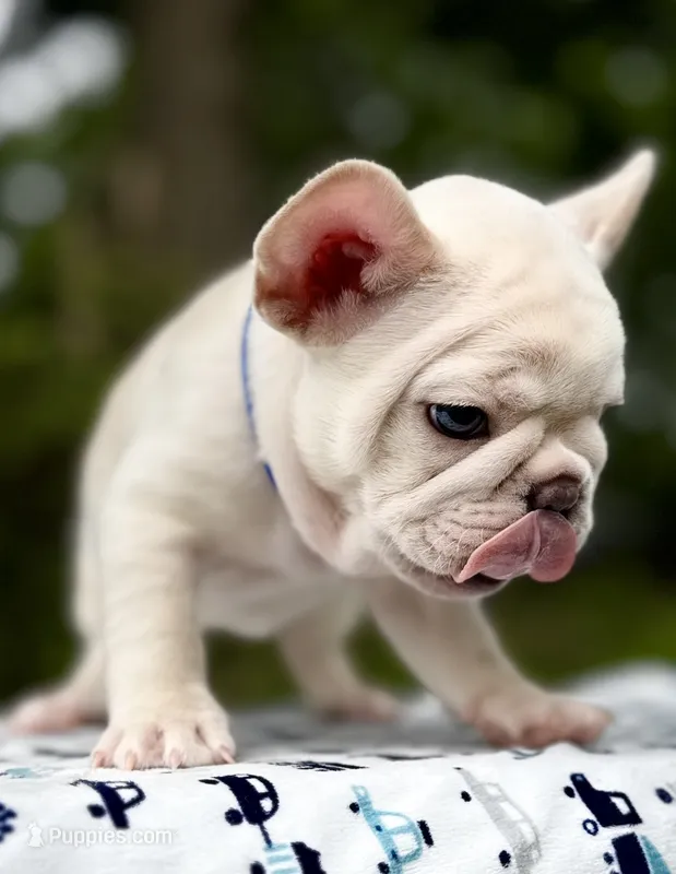 GODO – French Bulldog puppy for sale in Greensboro, NC
