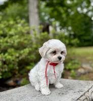 LEO1-Korean Maltipoo boy, a male Maltipoo and Maltese for sale in Greensboro, NC – 2 of 8