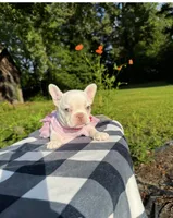 Cherry, a female French Bulldog for sale in Greensboro, NC – 2 of 10
