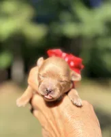 Peny, a female Maltipoo and Poodle - Toy  for sale in Greensboro, NC – 1 of 5