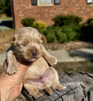 AKC Yorkie---Hankie, a male Yorkshire Terrier for sale in Greensboro, NC – 7 of 7