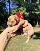 Peny, a female Maltipoo and Poodle - Toy  for sale in Greensboro, NC – 3 of 5