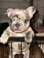 Mochi, a female French Bulldog for sale in Greensboro, NC – 5 of 10