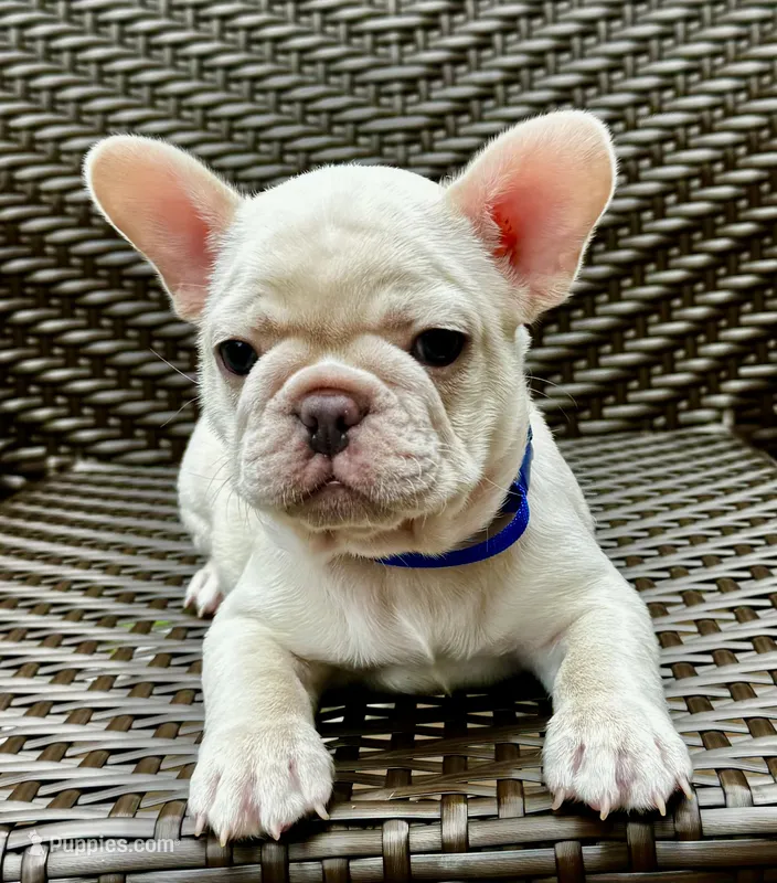 GODO – French Bulldog puppy for sale in Greensboro, NC