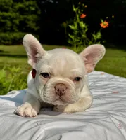 Chilly, a male French Bulldog for sale in Greensboro, NC – 2 of 9