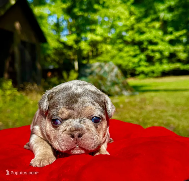 Molly – French Bulldog puppy for sale in Greensboro, NC