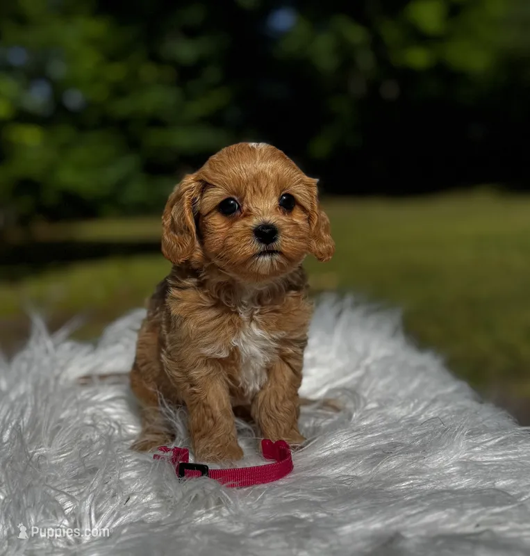 Korean Maltipoo girl- Lily – Maltipoo puppy for sale in Greensboro, NC