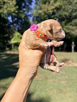 Pumpkin , a female Maltipoo and Poodle - Toy  for sale in Greensboro, NC – 3 of 10