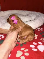 Korean toy Maltipoo - Autumn, a female Maltipoo and Poodle - Toy  for sale in Greensboro, NC – 6 of 8