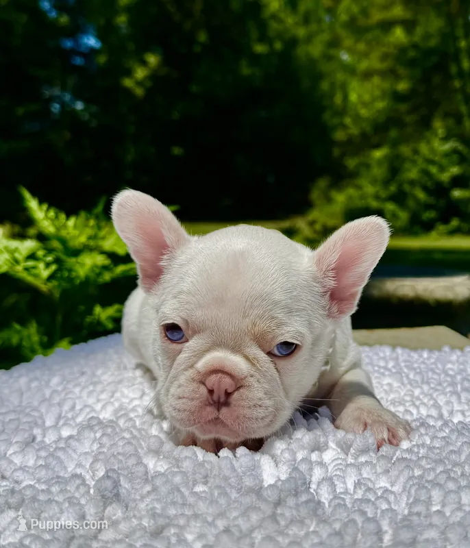 Gail – French Bulldog puppy on hold in Greensboro, NC