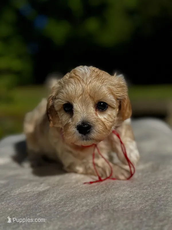 COOKIE-Koreean Maltipoo – Maltipoo, Poodle - Toy  puppy for sale in Greensboro, NC