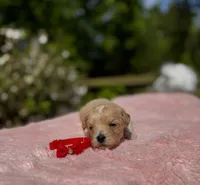 COOKIE-Koreean Maltipoo, a female Maltipoo and Poodle - Toy  for sale in Greensboro, NC – Photo 4 of 4
