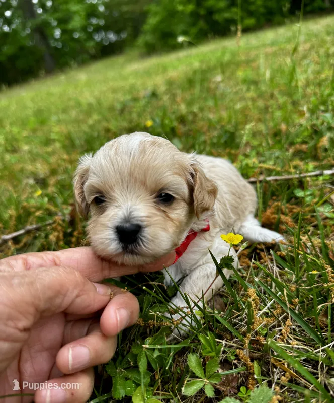 COOKIE-Koreean Maltipoo – Maltipoo, Poodle - Toy  puppy for sale in Greensboro, NC