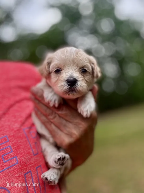 COOKIE-Koreean Maltipoo – Maltipoo, Poodle - Toy  puppy for sale in Greensboro, NC