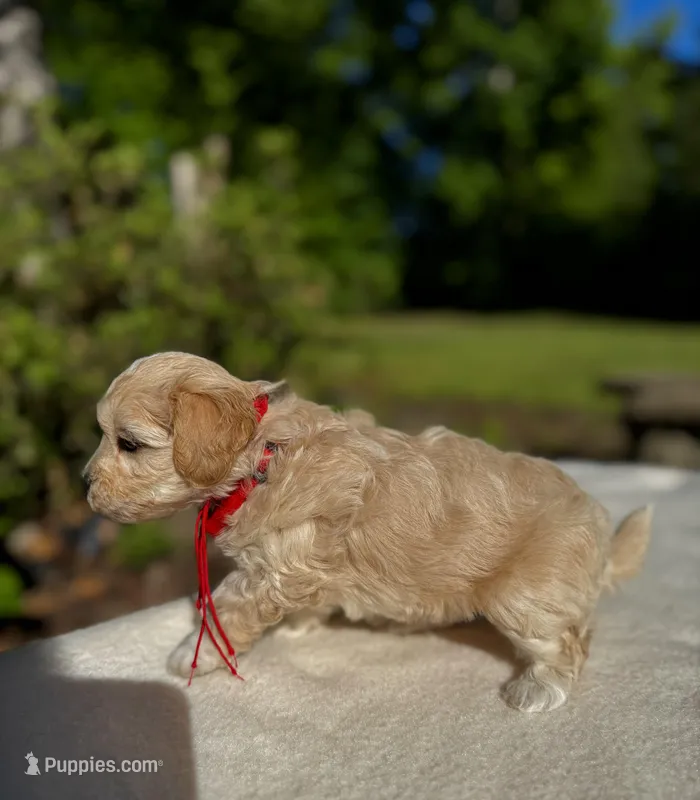 COOKIE-Koreean Maltipoo – Maltipoo, Poodle - Toy  puppy for sale in Greensboro, NC