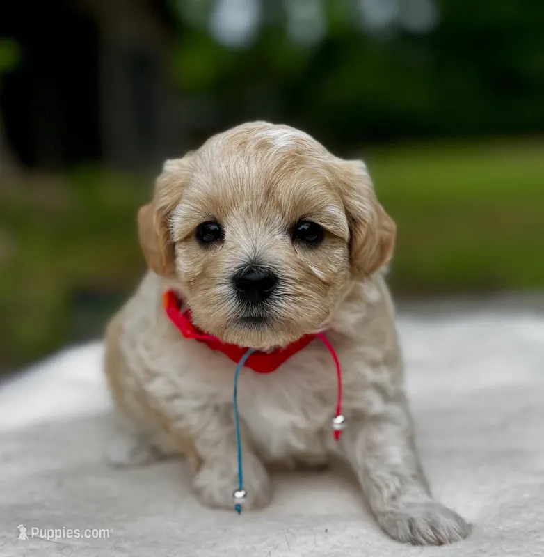 COOKIE-Koreean Maltipoo – Maltipoo, Poodle - Toy  puppy for sale in Greensboro, NC