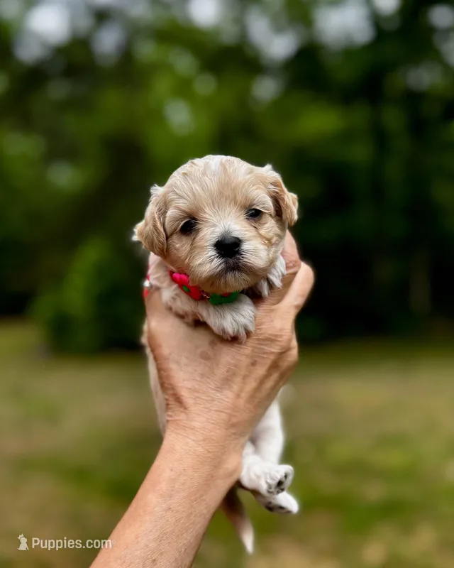 COOKIE-Koreean Maltipoo – Maltipoo, Poodle - Toy  puppy for sale in Greensboro, NC