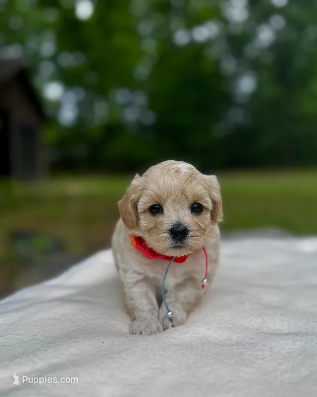 COOKIE-Koreean Maltipoo – Maltipoo, Poodle - Toy  puppy for sale in Greensboro, NC