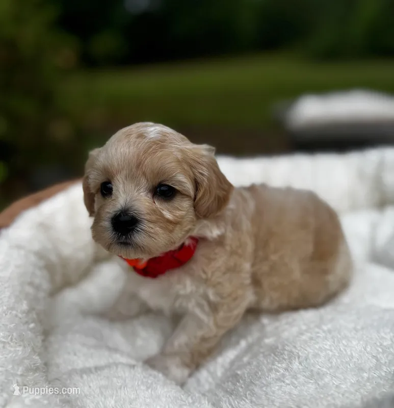 COOKIE-Koreean Maltipoo – Maltipoo, Poodle - Toy  puppy for sale in Greensboro, NC