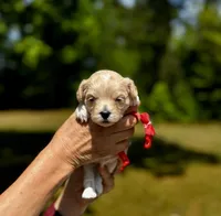 COOKIE-Koreean Maltipoo, a female Maltipoo and Poodle - Toy  for sale in Greensboro, NC – Photo 3 of 4