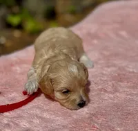 COOKIE-Koreean Maltipoo, a female Maltipoo and Poodle - Toy  for sale in Greensboro, NC – Photo 2 of 4