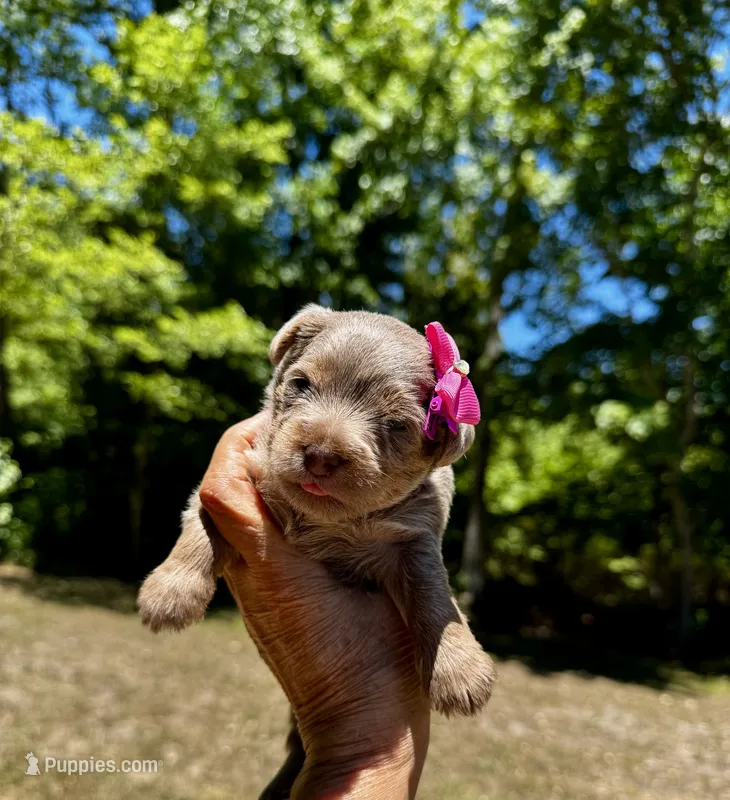AKC Yorkie, Heidi – Yorkshire Terrier puppy for sale in Greensboro, NC