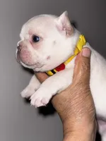 CHICO, a male French Bulldog for sale in Greensboro, NC – 7 of 10