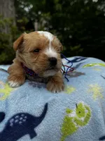 AKC Yorkie--Handy, a male Yorkshire Terrier for sale in Greensboro, NC – 6 of 8