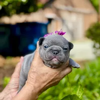 COBY, a male French Bulldog for sale in Greensboro, NC – 1 of 10