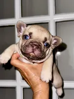 Miso, a male French Bulldog for sale in Greensboro, NC – 4 of 10