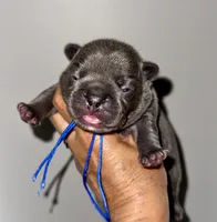 COBY, a male French Bulldog for sale in Greensboro, NC – 2 of 7