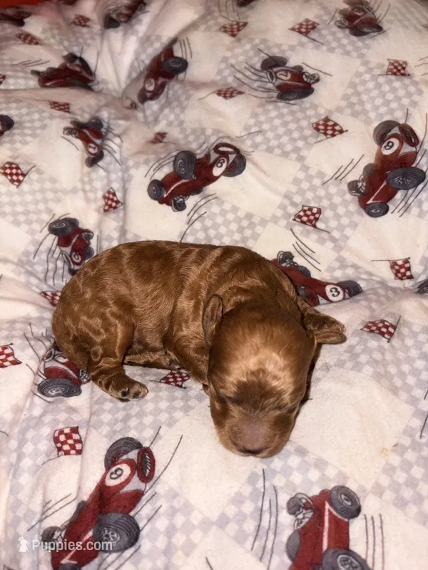 Archie-Korean toy Red Maltipoo – Maltipoo, Poodle - Toy  puppy for sale in Greensboro, NC