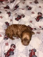 Archie-Korean toy Red Maltipoo, a male Maltipoo and Poodle - Toy  for sale in Greensboro, NC – 2 of 9
