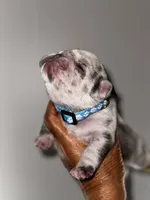 GOLF, a male French Bulldog for sale in Greensboro, NC – 5 of 7