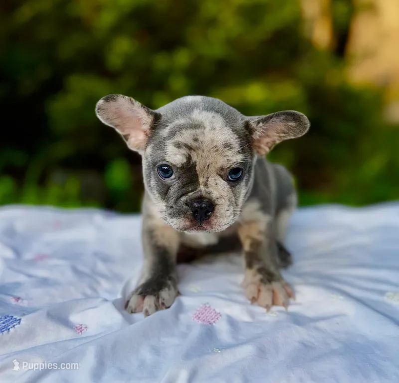 Moe – French Bulldog puppy for sale in Greensboro, NC