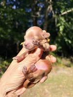 Pecan , a male Maltipoo and Poodle - Toy  for sale in Greensboro, NC – 3 of 9